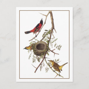 Orchard Oriole Briefkaart