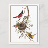 Orchard Oriole Briefkaart (Voorkant)