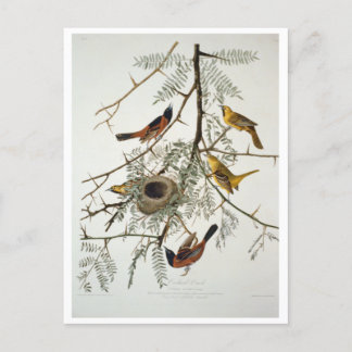 Orchard Oriole Briefkaart