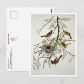 Orchard Oriole Briefkaart (Voorkant / Achterkant)