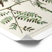 Orchard Oriole door Audubon Poster (Hoek)