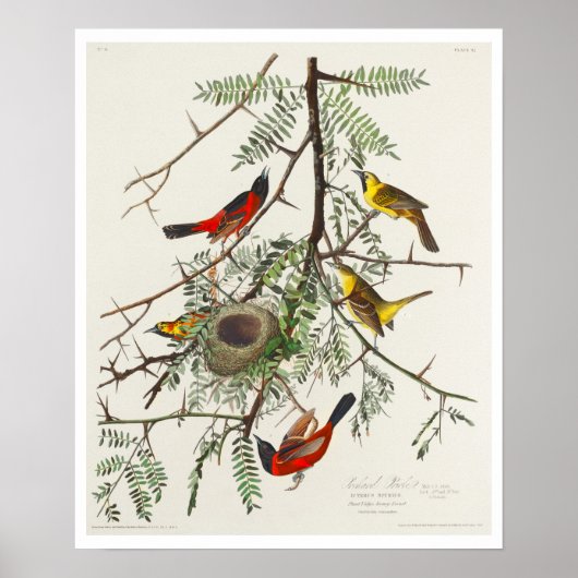 Orchard Oriole door Audubon Poster (Voorkant)