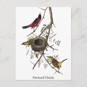 Orchard Oriole - John James Audubon Briefkaart