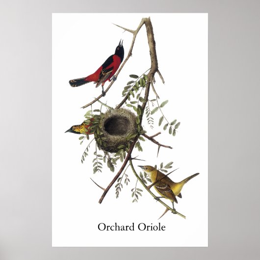 Orchard Oriole - John James Audubon Poster (Voorkant)