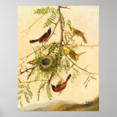 Orchard Oriole - Joseph Kidd Fine Art Poster (Voorkant)