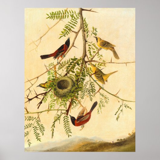Orchard Oriole - Joseph Kidd Fine Art Poster (Voorkant)