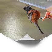 Orchard Oriole Male in feeder Foto Afdruk (Hoek)