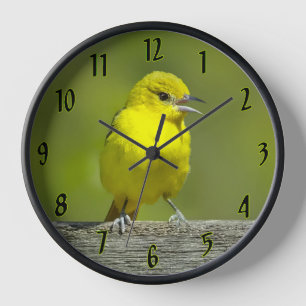 Orchard Oriole - oorspronkelijke foto