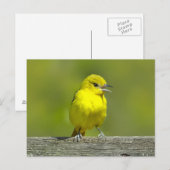 Orchard Oriole - oorspronkelijke foto Briefkaart (Voorkant / Achterkant)