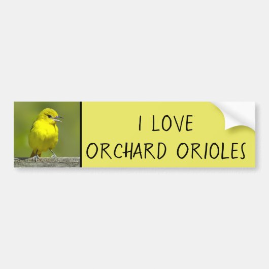 Orchard Oriole - oorspronkelijke foto Bumpersticker (Voorkant)
