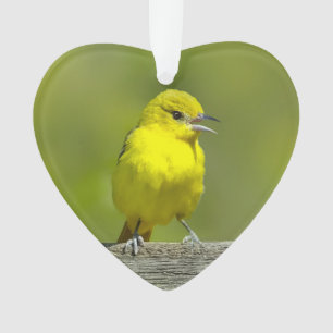 Orchard Oriole - oorspronkelijke foto Ornament