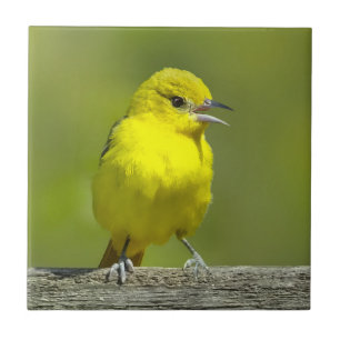 Orchard Oriole - oorspronkelijke foto Tegeltje