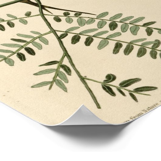 Orchard Oriole Poster (Hoek)