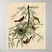 Orchard Oriole Poster (Voorkant)