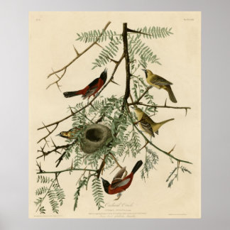 Orchard Oriole Poster
