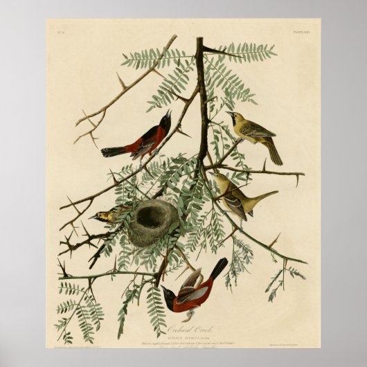 Orchard Oriole Poster (Voorkant)