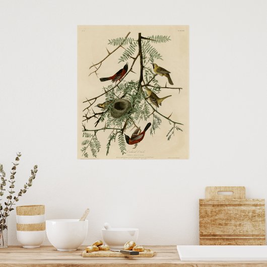 Orchard Oriole Poster (Keuken)