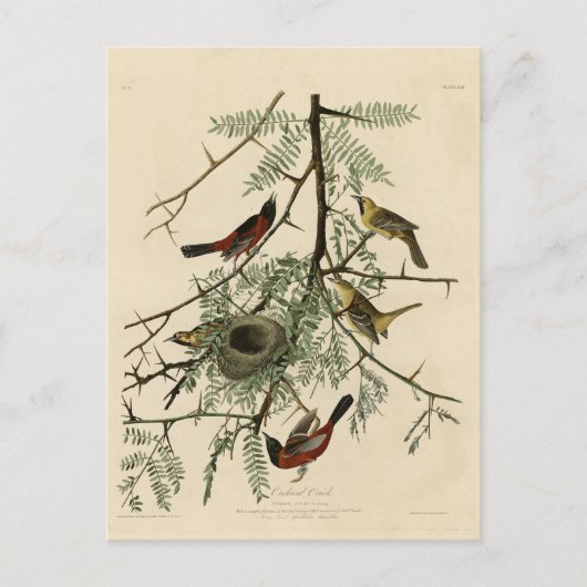 Orchard Oriole uit Audubon's Birds of America Briefkaart (Voorkant)
