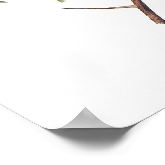 Orchard Oriole van Audubon Poster (Hoek)