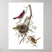 Orchard Oriole van Audubon Poster (Voorkant)