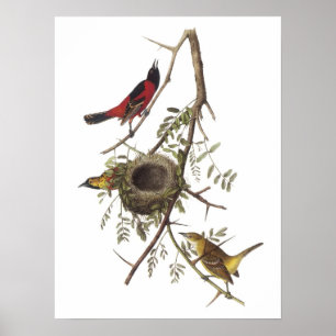 Orchard Oriole van Audubon Poster