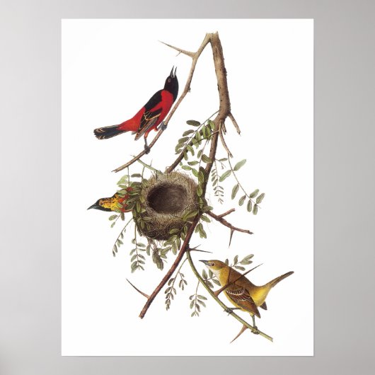 Orchard Oriole van Audubon Poster (Voorkant)