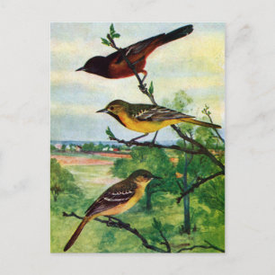 Orchard Orioles  schilderen Briefkaart