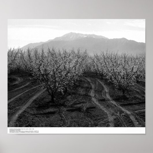 Orchards at Banning Heights, Mt. San Jacinto, 1966 Poster (Voorkant)