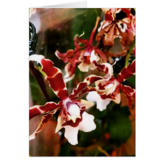 Orchid