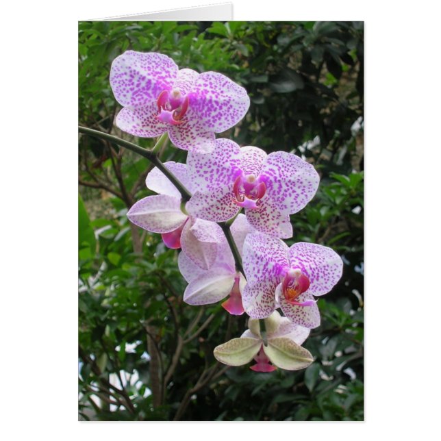 Orchid (Voorkant)