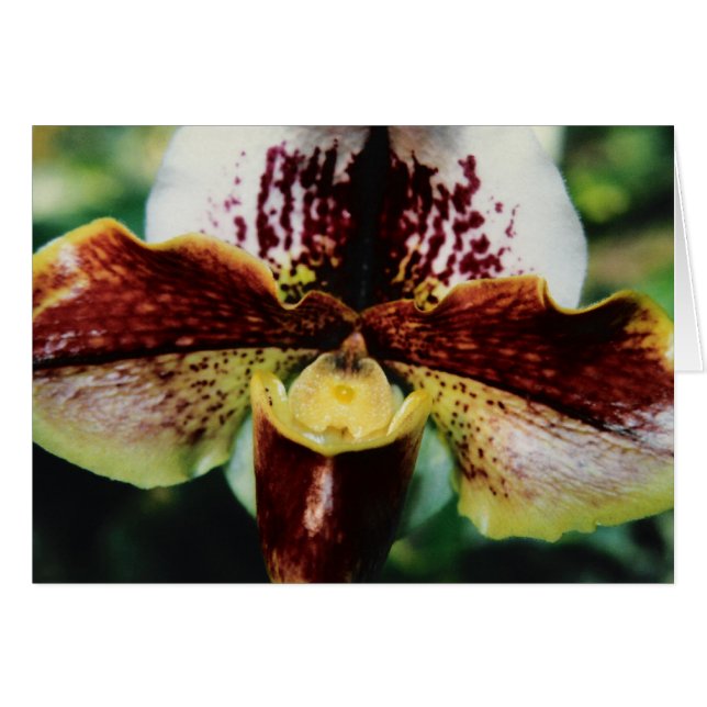 Orchid (Voorkant Horizontaal)