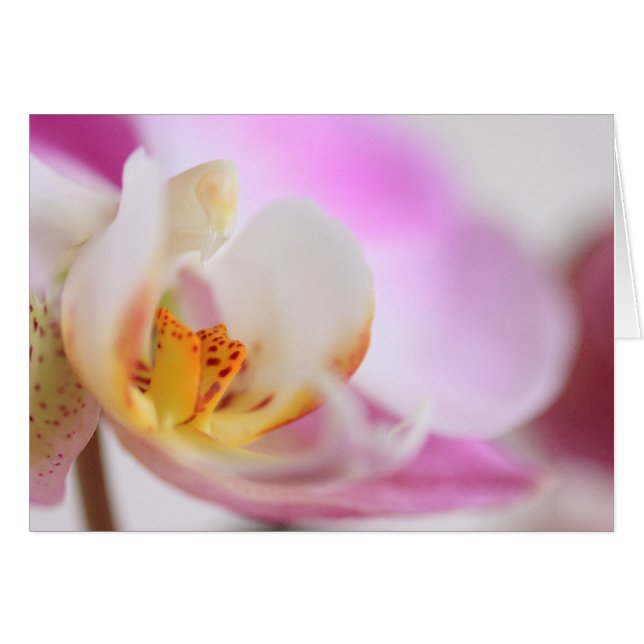 Orchid (Voorkant Horizontaal)