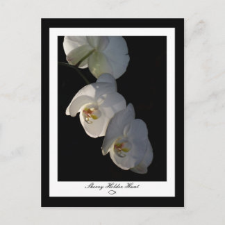 Orchid 002 Briefkaart