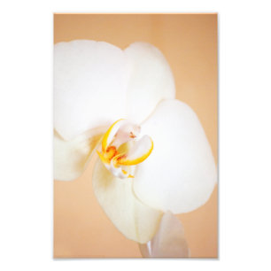 Orchid 8930 foto afdruk