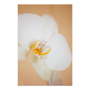 Orchid 8930 perfect poster