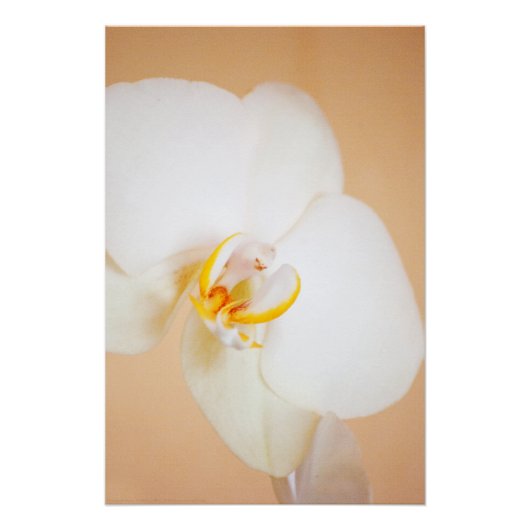 Orchid 8930 perfect poster (Voorkant)