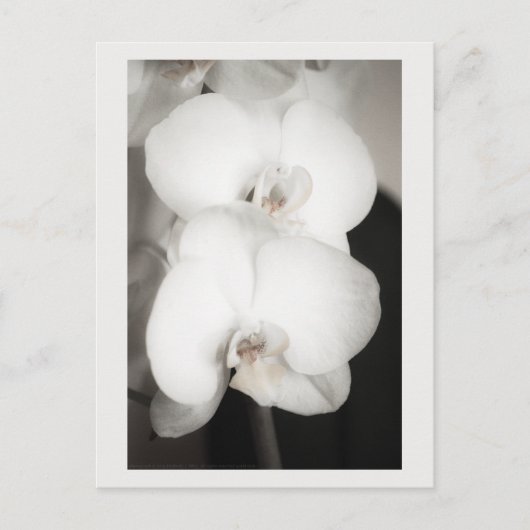 Orchid 8931 briefkaart (Voorkant)