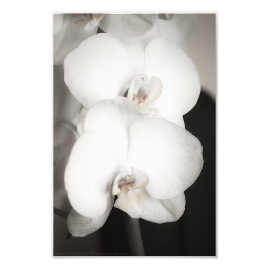 Orchid 8931 foto afdruk (Voorkant)