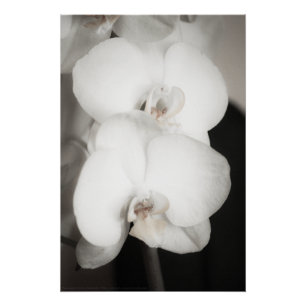 Orchid 8931 perfect poster