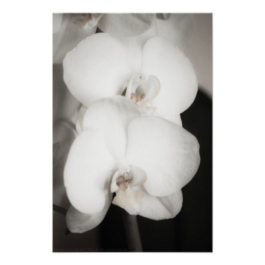 Orchid 8931 perfect poster (Voorkant)