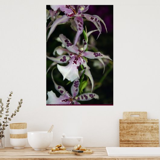Orchid Beallara Poster -24x36 - andere maten ook (Keuken)