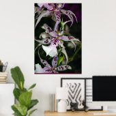 Orchid Beallara Poster -24x36 - andere maten ook (Thuiskantoor)