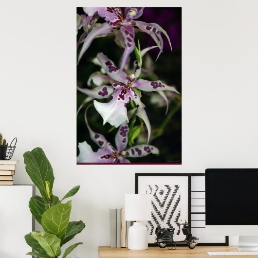 Orchid Beallara Poster -24x36 - andere maten ook (Thuiskantoor)