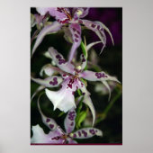 Orchid Beallara Poster -24x36 - andere maten ook (Voorkant)