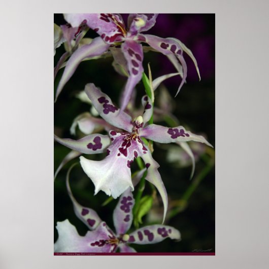 Orchid Beallara Poster -24x36 - andere maten ook (Voorkant)