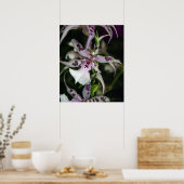 Orchid Beallara Print -20x24 andere formaten besch (Keuken)