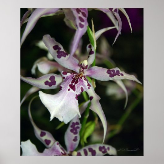 Orchid Beallara Print -20x24 andere formaten besch (Voorkant)
