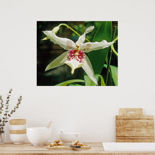 Orchid Beallara 'Tahoma Glacier' Poster (Keuken)
