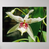 Orchid Beallara 'Tahoma Glacier' Poster (Voorkant)