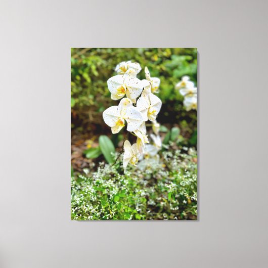 Orchid Beauty Canvas Afdruk (Voorkant)